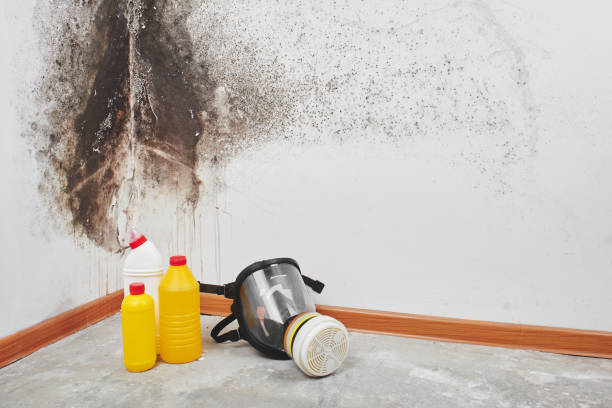 Best Emergency Mold Removal  in Minoa, NY