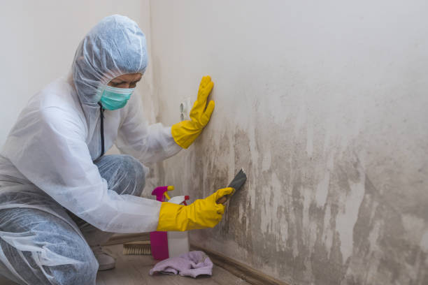 Best Professional Mold Removal  in Minoa, NY