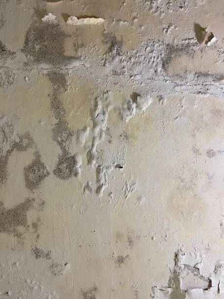 Best Black Mold Removal  in Minoa, NY